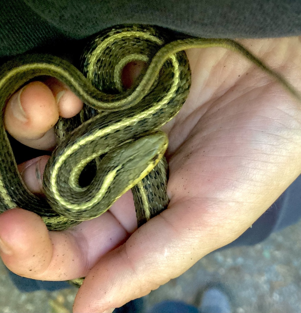 Garter Snakes From Redwood National And State Parks Trinidad Ca Us