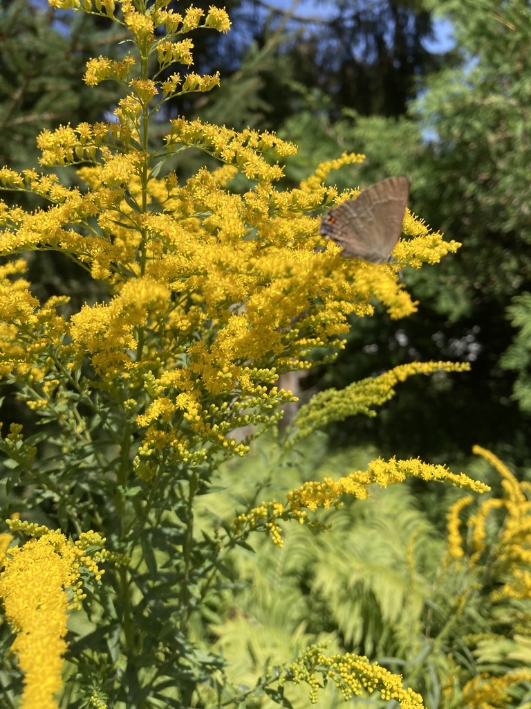 Banded Hairstreak From Fourth Ave Sw Georgian Bluffs On Ca On August