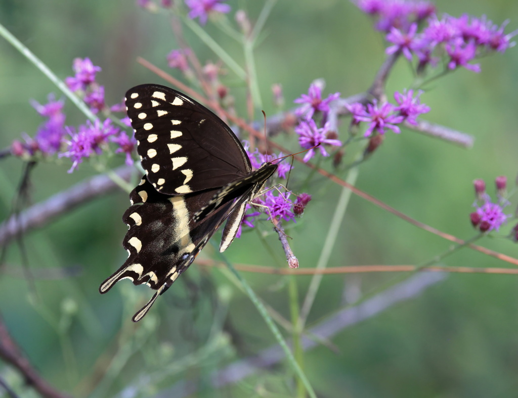 Palamedes Swallowtail From Jackson County MS USA On August 10 2023