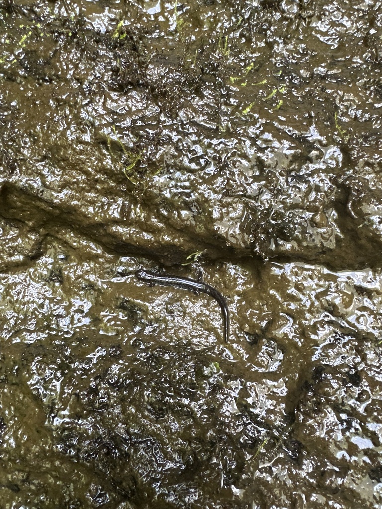 Chattooga Dusky Salamander From Macon County US NC US On August 12