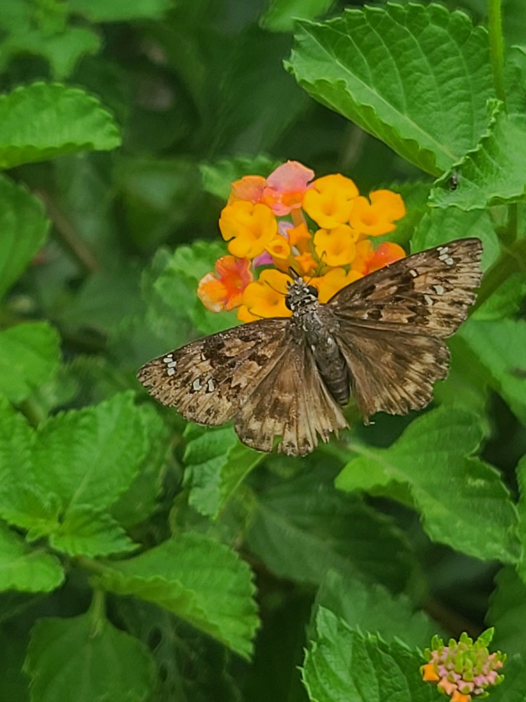 Horace S Duskywing From Wimauma FL 33598 USA On July 16 2023 At 02