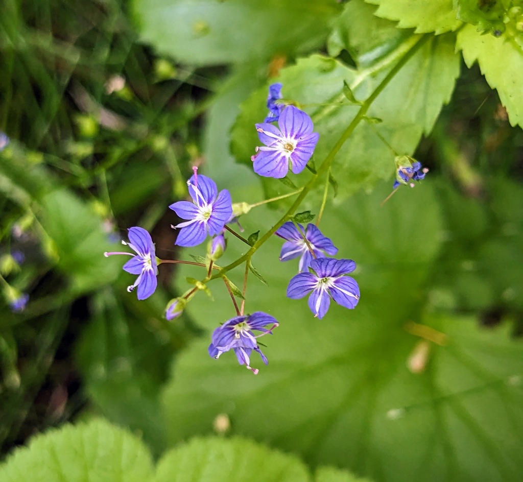 American Brooklime From Clallam County Wa Usa On August At