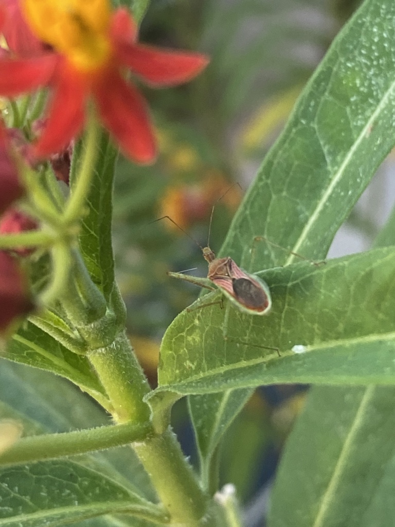 Leafhopper Assassin Bug From Briarcliff Dr Arlington TX US On August