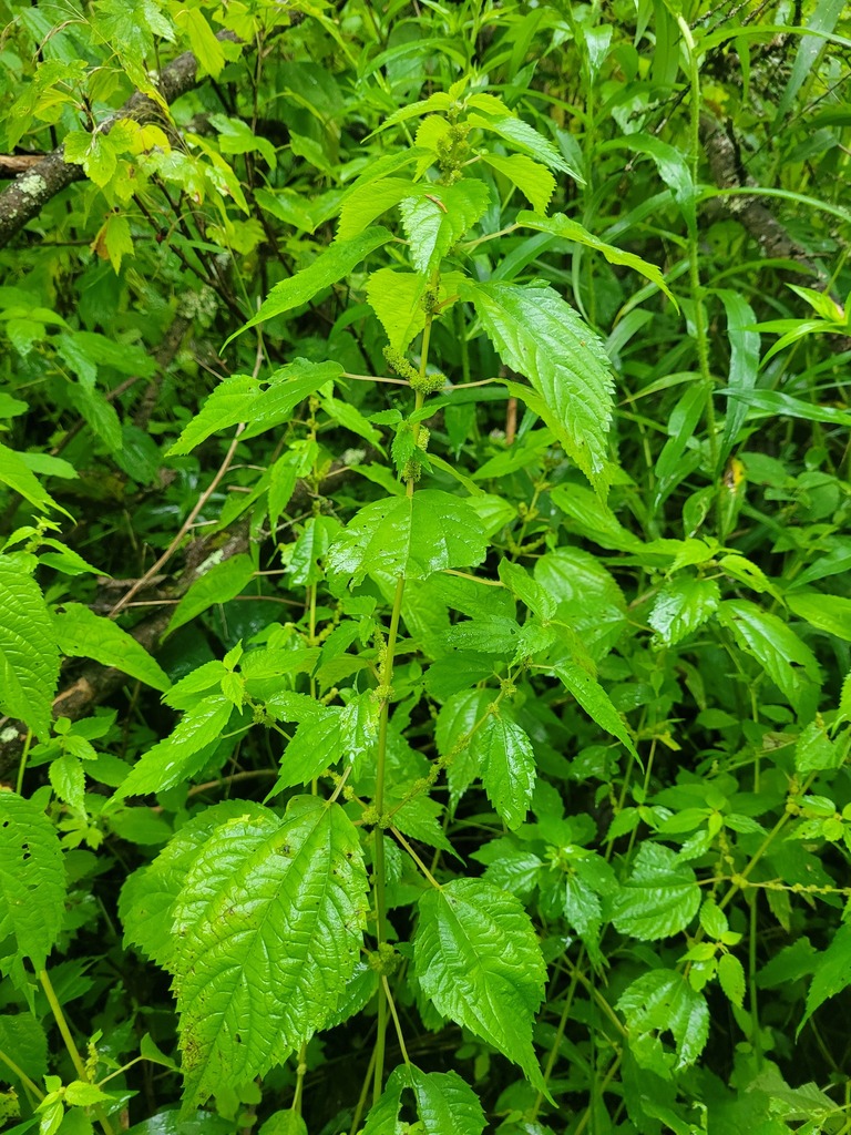 False Nettle From Watson Crown Land On August At Am By