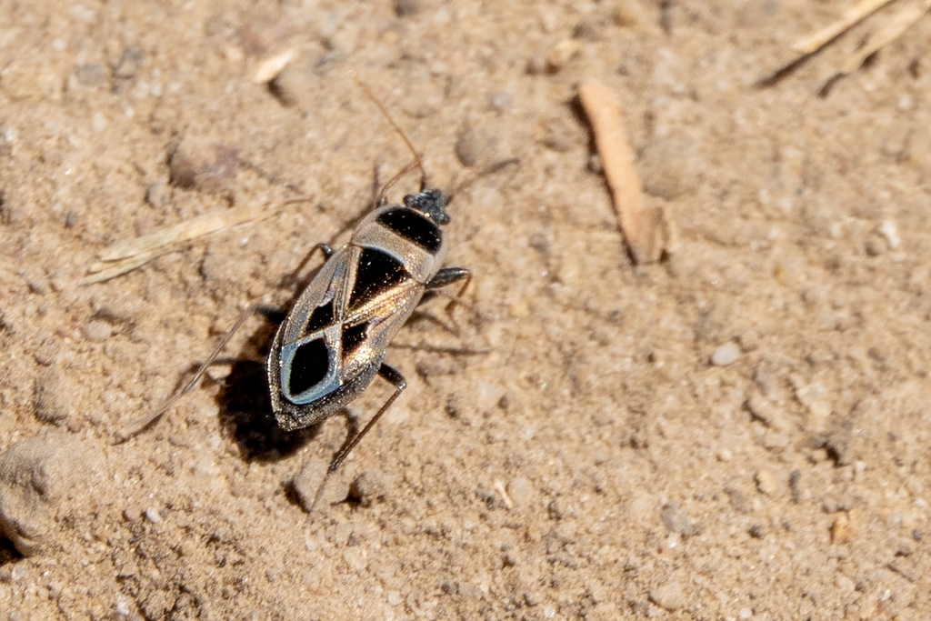 Mediterranean Seed Bug From San Mateo County CA USA On August 8 2023