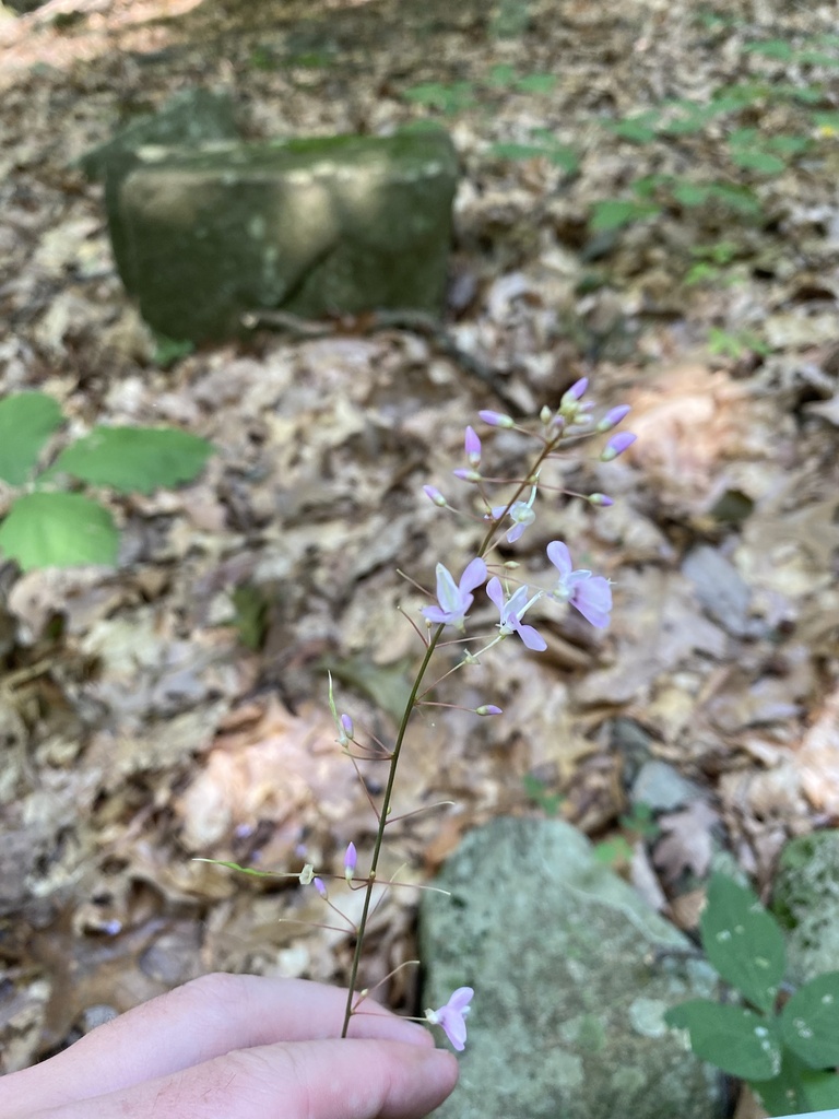 Naked Flowered Tick Trefoil From Washington Crossing Historic Park New