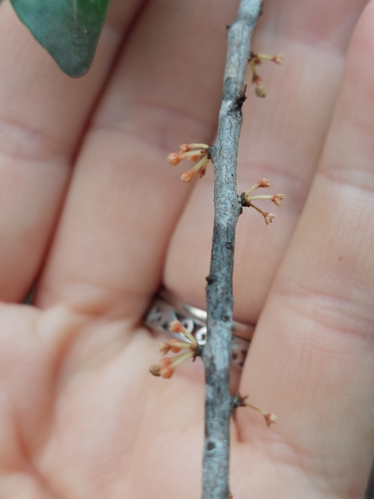 Variable Muttonwood From Dangar Island Nsw Australia On August