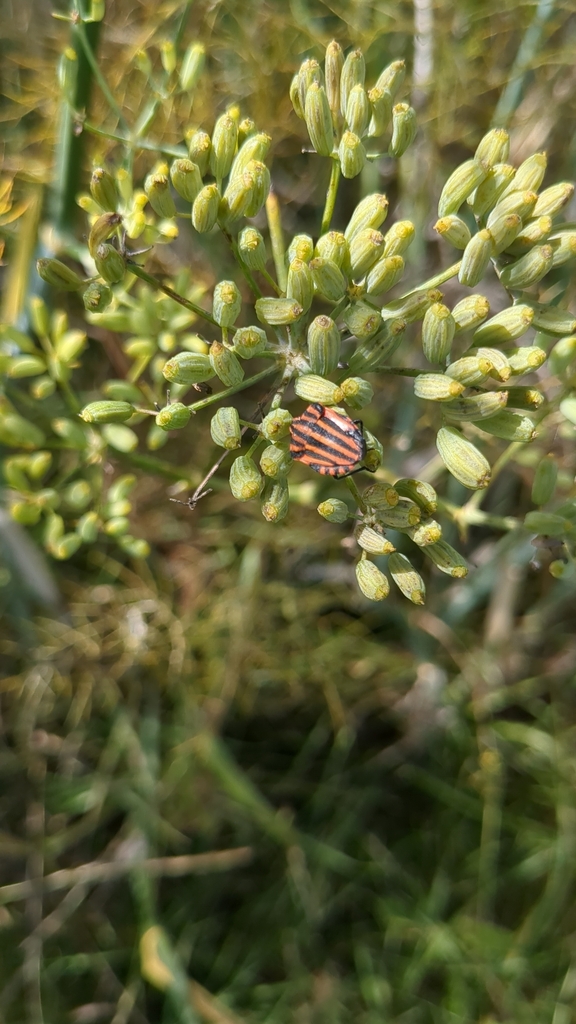 Continental Striped Shield Bug From Breuilpont On August 13 2023 At 02