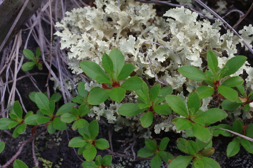 Rhododendron Redowskianum Inaturalist