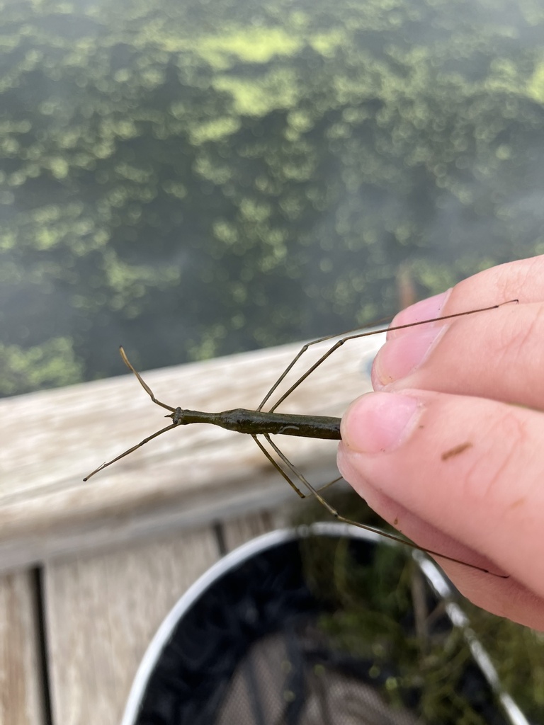 Ranatra From Wood Lake Nature Center Richfield MN US On August 13