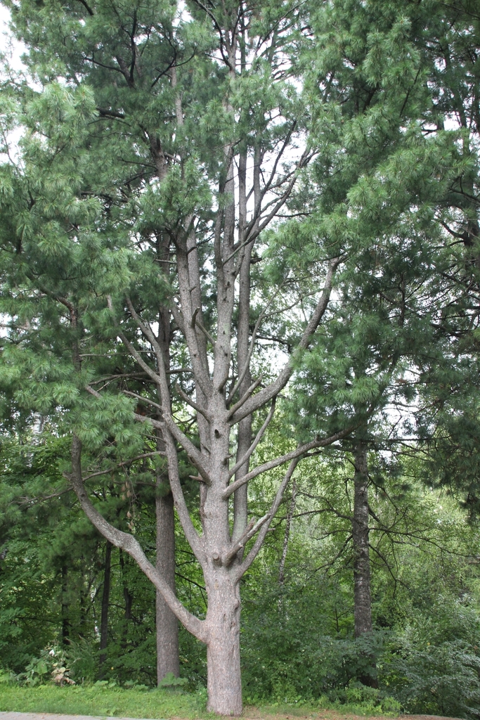 Siberian Pine From On August