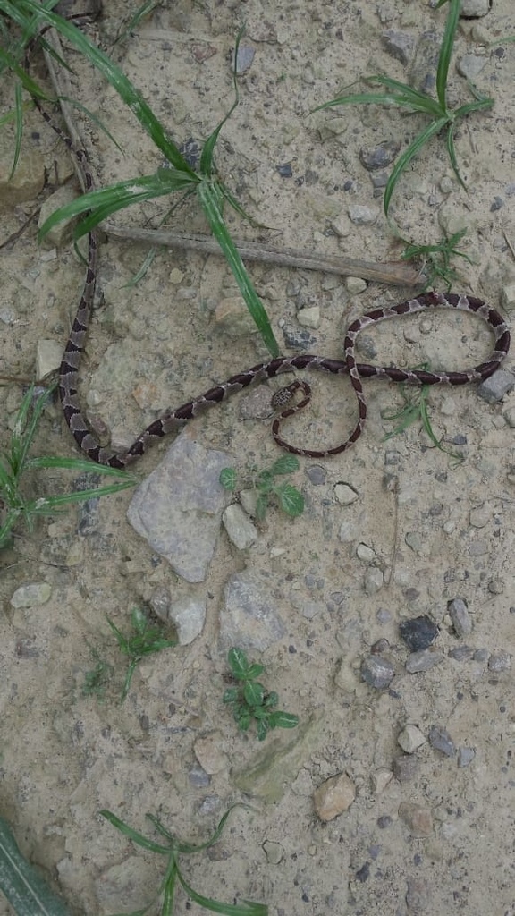 Common Blunt Headed Tree Snake From Pandi Pandi Cundinamarca CO On