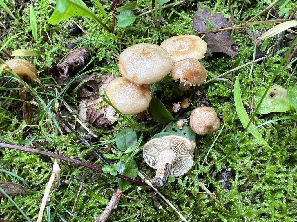 Common Gilled Mushrooms And Allies From Albert Johnson Rd Nashville