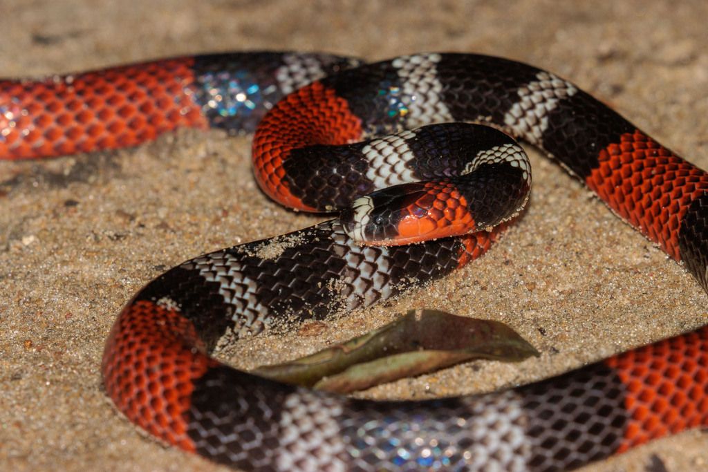 Paraíba Coralsnake from Mamanguape PB Brasil on August 11 2023 at