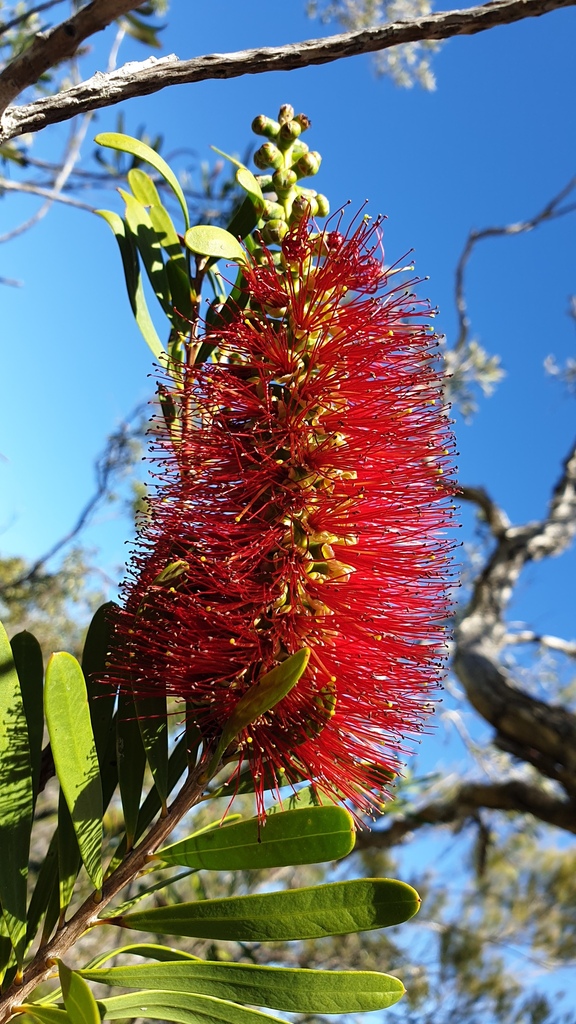 Wallum Bottlebrush From Cooloola Qld Australia On August