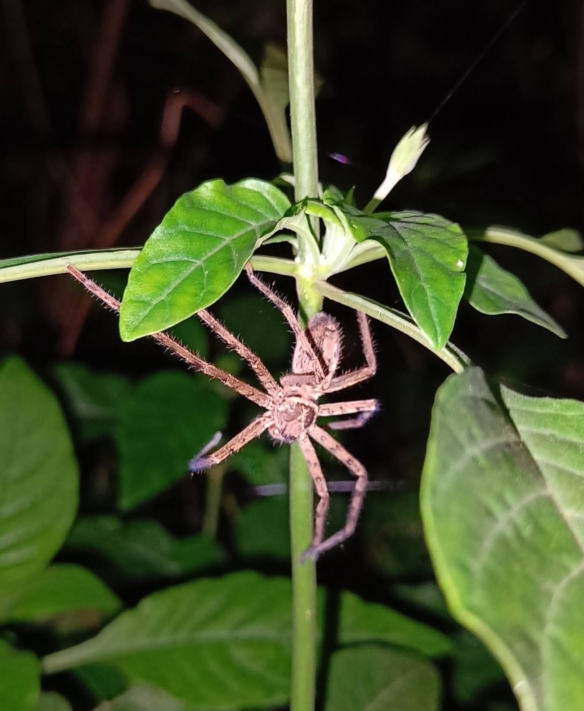 Pantropical Huntsman Spider From P Xqf Uddinahithlu Malpe