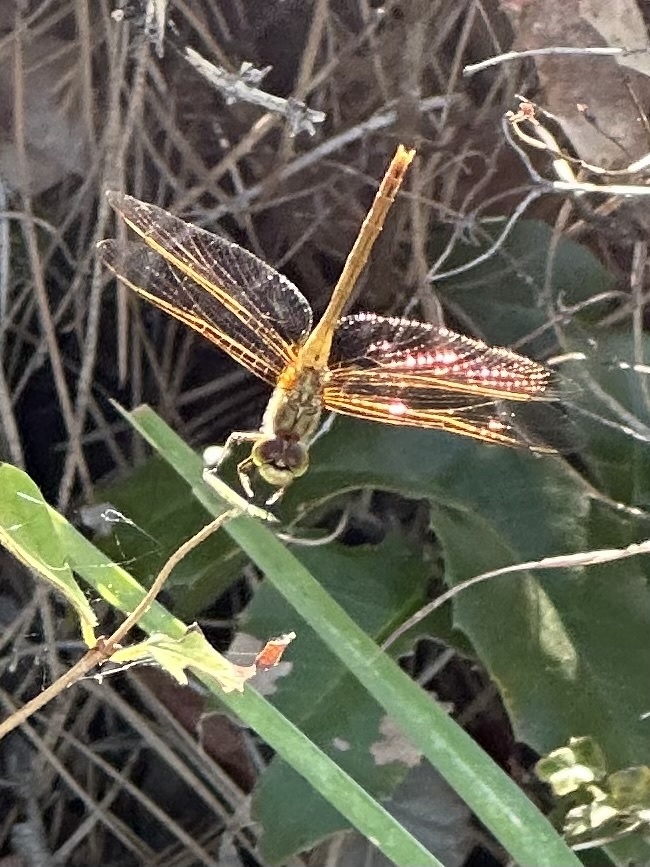 Saffron Winged Meadowhawk From Mahoney Lake Ecological Reserve