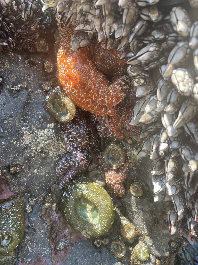 Ochre Sea Star From OR US On June 21 2023 At 10 33 AM By