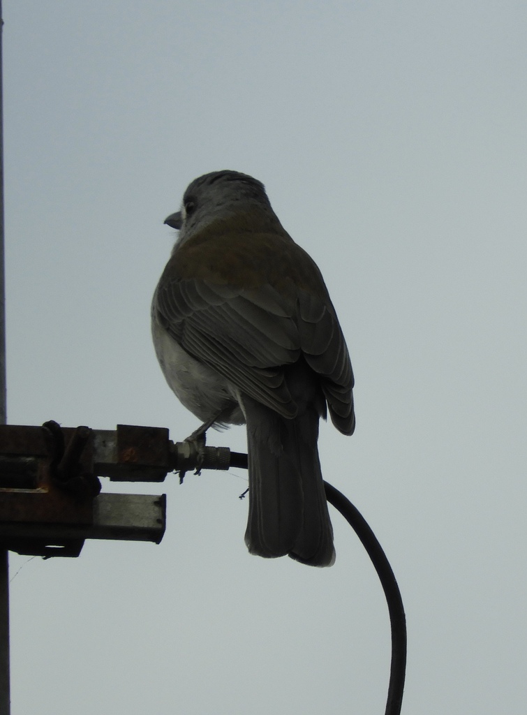 Grey Shrikethrush From Foster VIC 3960 Australia On August 15 2023 At