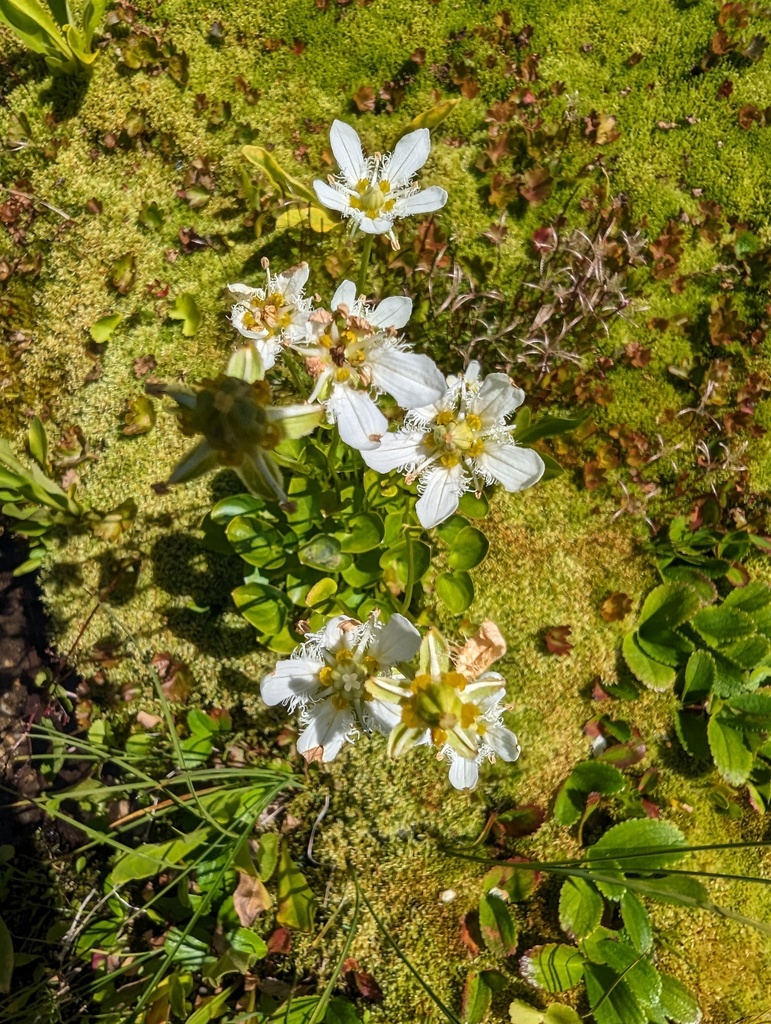 Fringed Grass Of Parnassus From Snohomish County Wa Usa On August