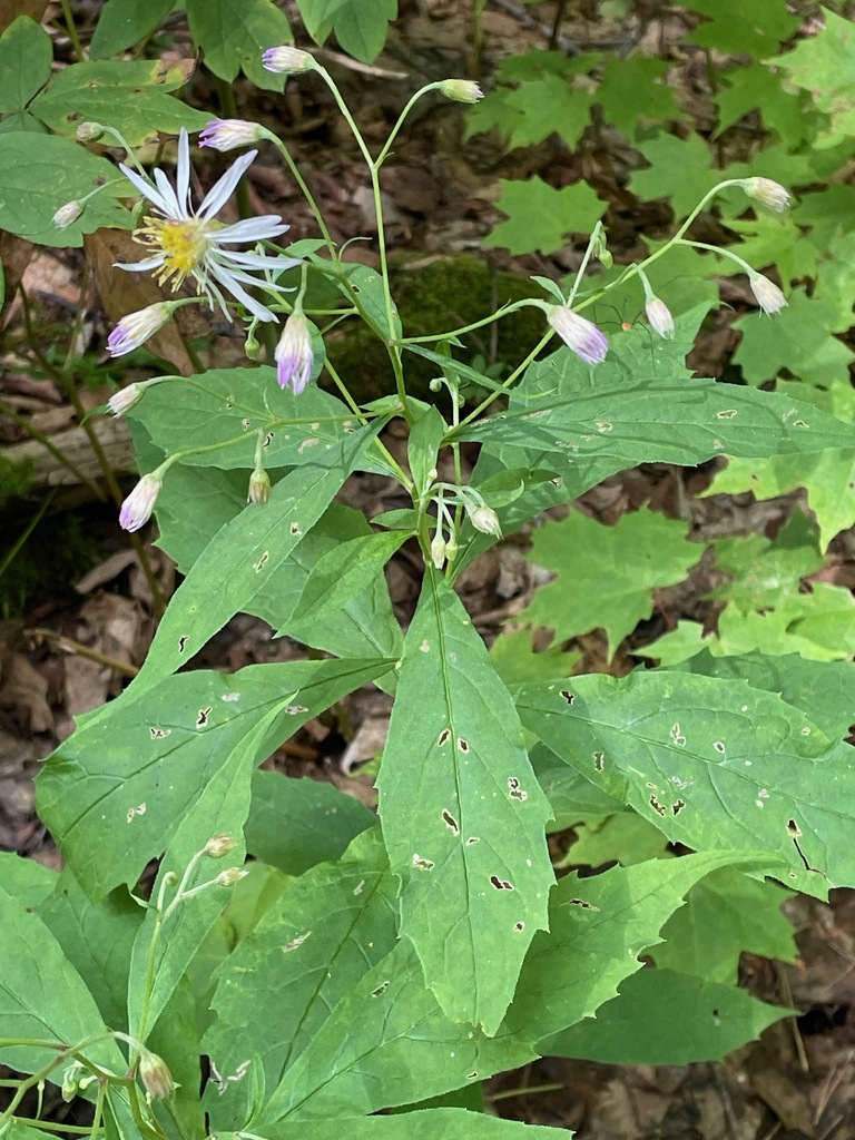 Whorled Wood Aster From Westfield Vt Usa On August At