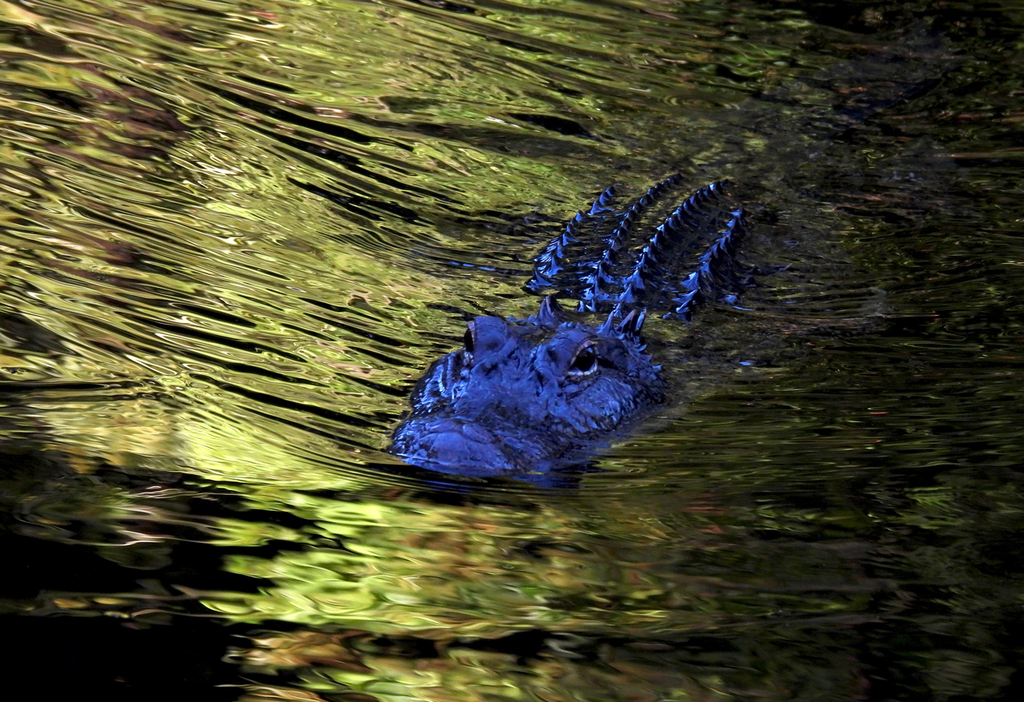 American Alligator From Cinco Ranch Tx Usa On August At