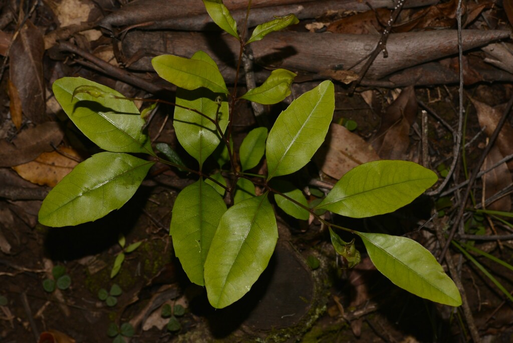 Guioa From Unnamed Rd Border Ranges NSW 2474 Australia On September