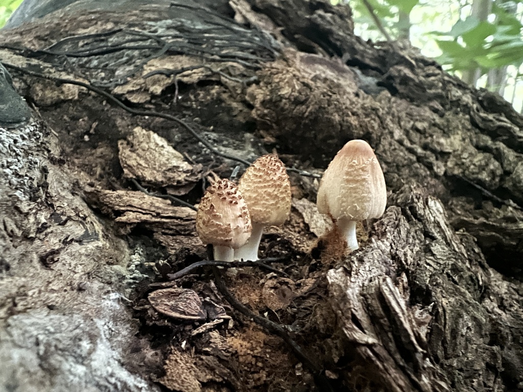 Coprinellus Radians From Albert Johnson Rd Nashville In Us On August