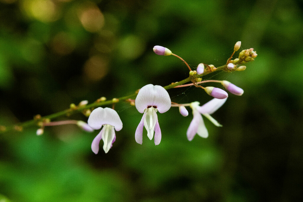 Naked Flowered Tick Trefoil From Caroline County Md Usa On July