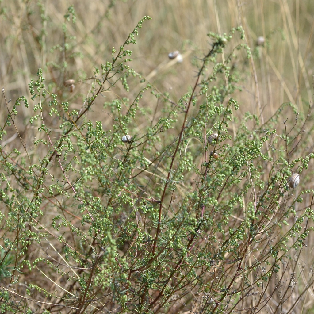 Field Sagewort From Mlad Boleslav Esko On August At