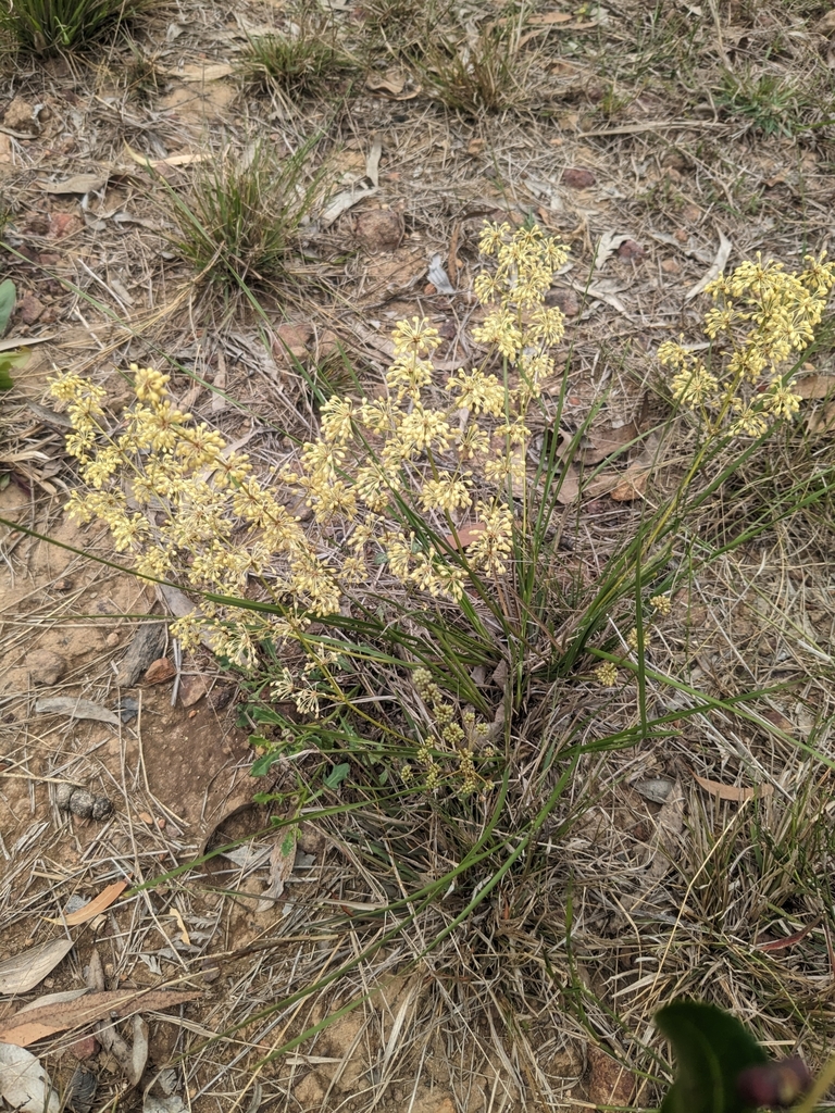 Many Flowered Matrush From Cooloola Excl Gympie Au Ql Au On August