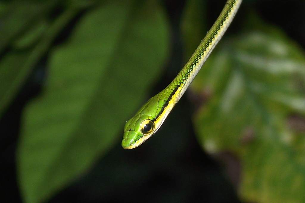 Mexican Parrot Snake From Xilitla S L P M Xico On July At