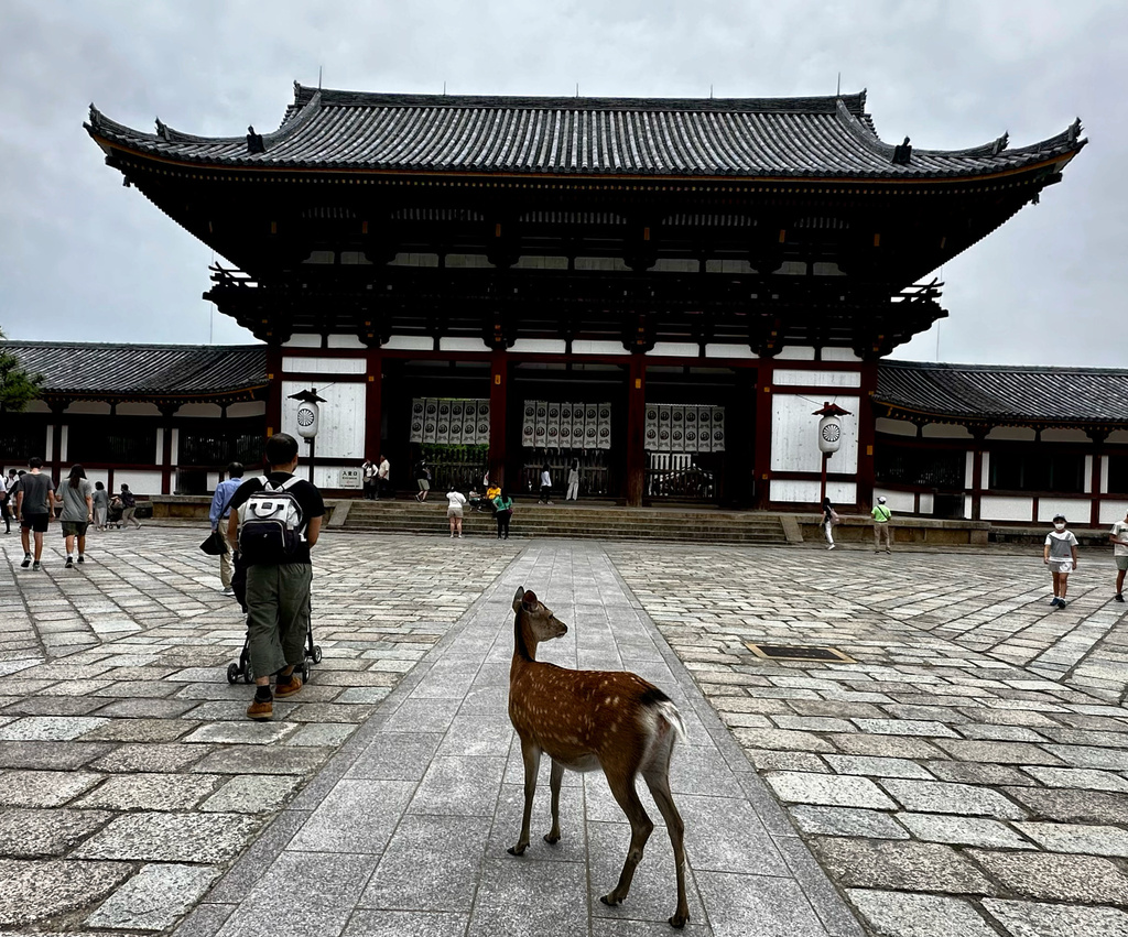 Honshū Sika Deer from Nara Park Nara Nara JP on June 10 2023 at 12