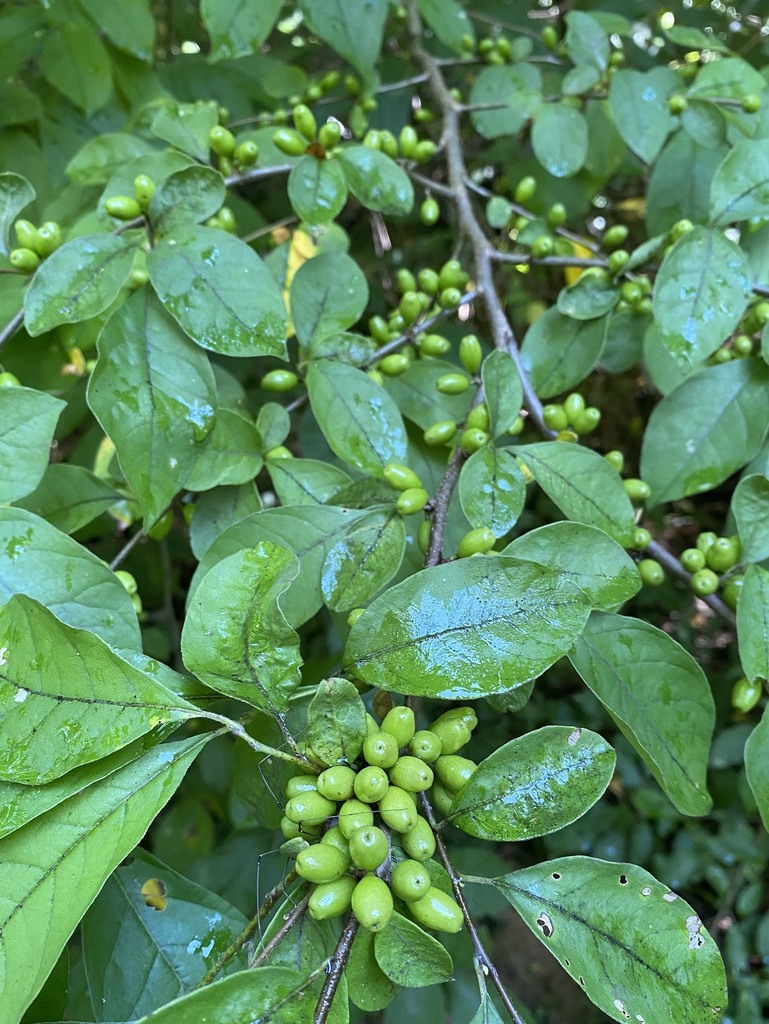 Northern Spicebush In August By Stockslager This Is The Landing