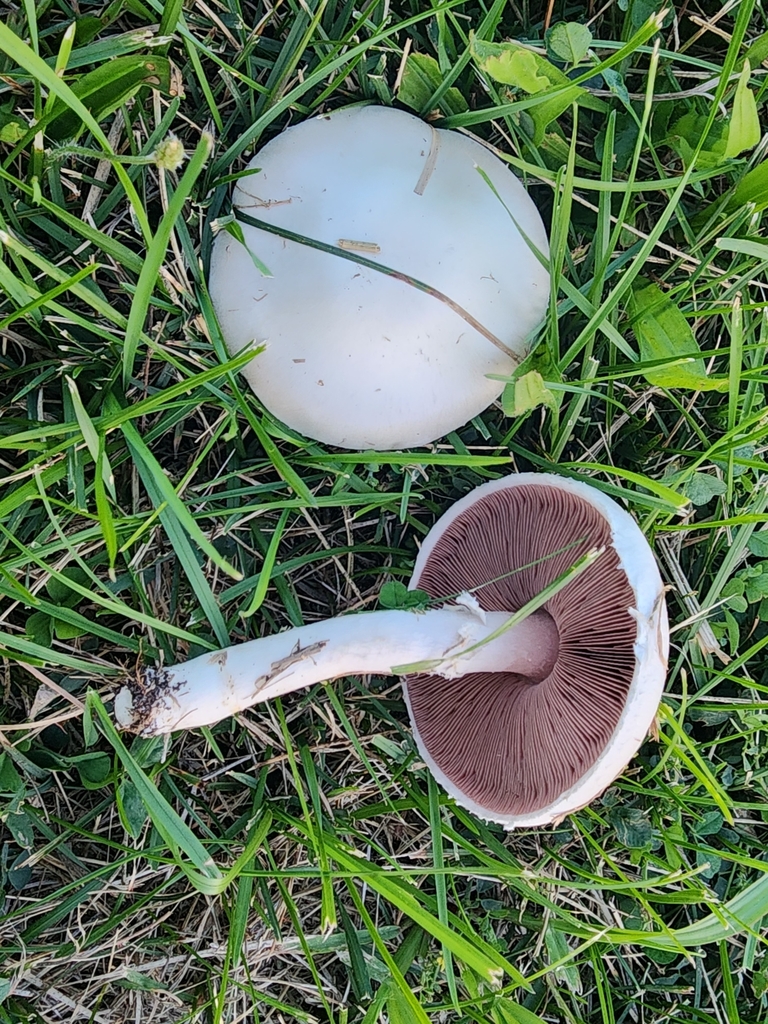 Agaricus Andrewii From Wells County Us In Us On August At