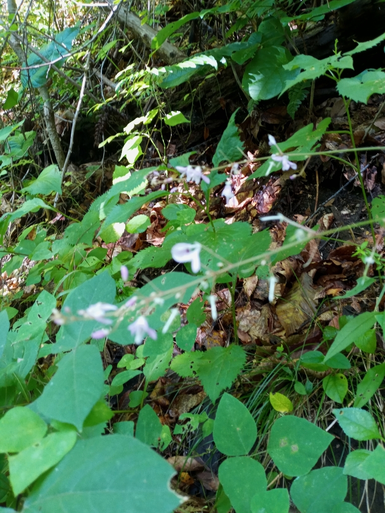 Naked Flowered Tick Trefoil From 67MF WP Soapstone Trail Shelter 10