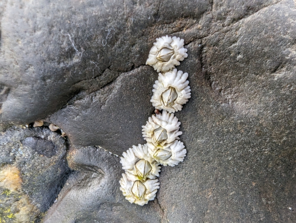 Northern Acorn Barnacle From Bar Harbor ME 04609 USA On August 20