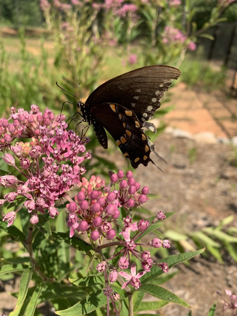 Spicebush Swallowtail From Sherrills Ford NC US On August 21 2023 At