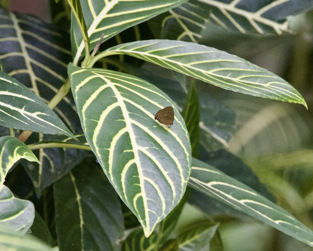 Theclopsis leos from Chilamate Heredia Sarapiquí Costa Rica on July