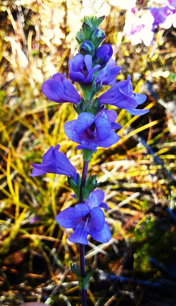 Purple Eyebright From Gardens Of Stone SCA Newnes Plateau NSW 2790