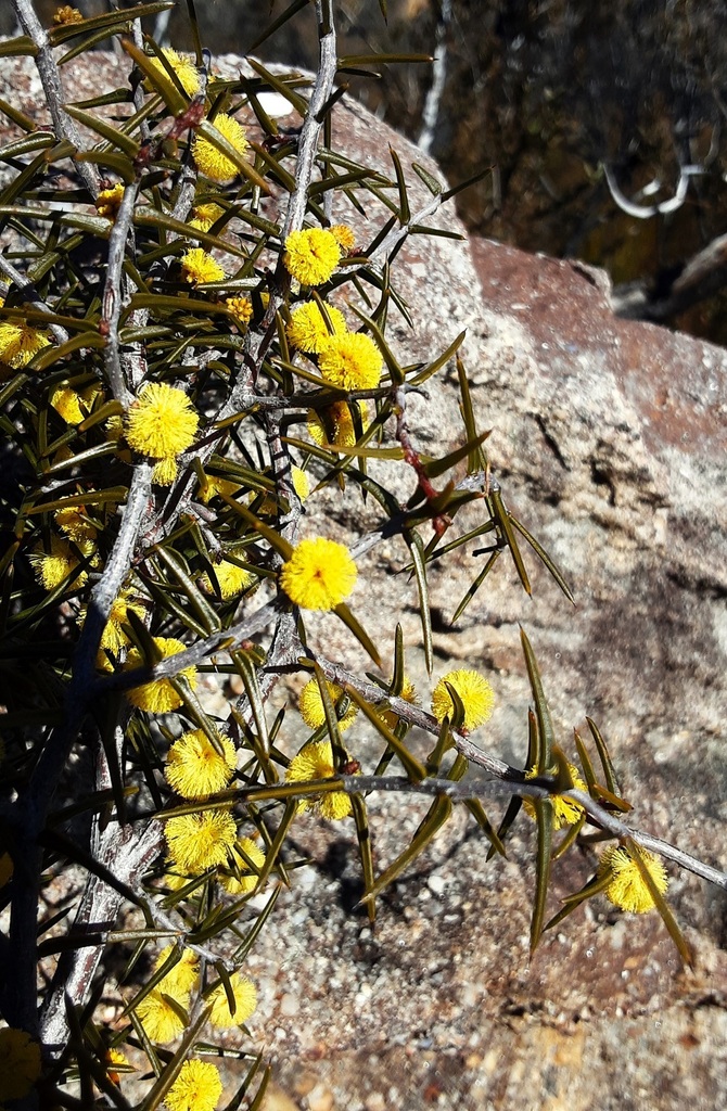 Acacia Asparagoides From Gardens Of Stone SCA Newnes Plateau NSW 2790