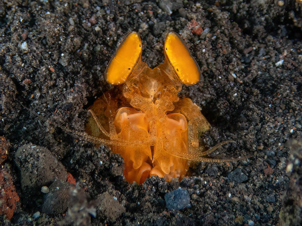 Golden Mantis Shrimp From Tulamben Karangasem Regency Bali Indonesia