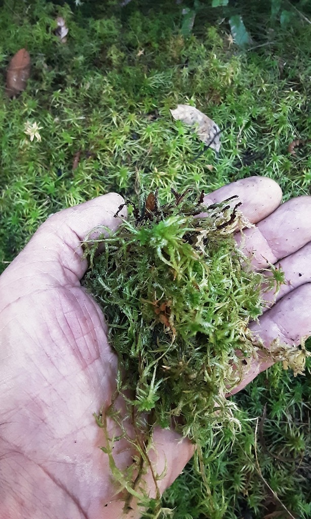 New Zealand Sphagnum From Newnes Plateau NSW 2790 Australia On August