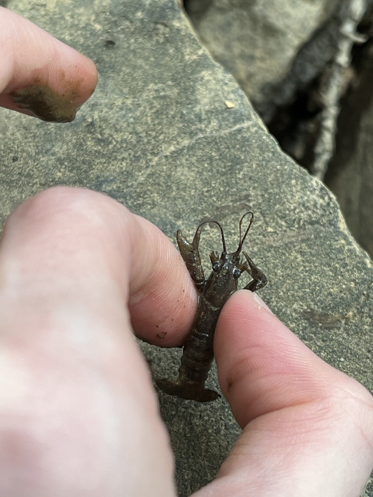 Cambarid Crayfishes In August 2023 By Dark L0rd2 INaturalist