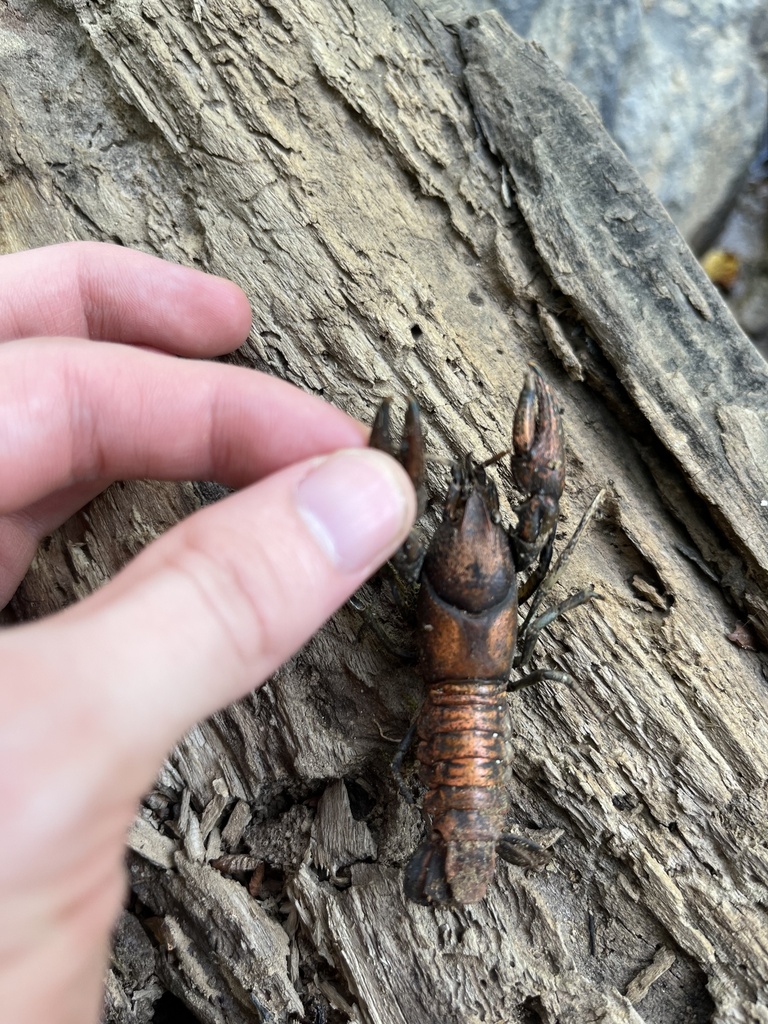 Cambarid Crayfishes In August 2023 By Dark L0rd2 INaturalist