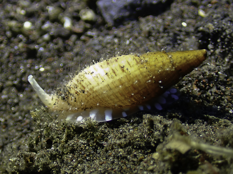 Mitre Snails From Tulamben Kubu Karangasem Regency Bali Indonesia