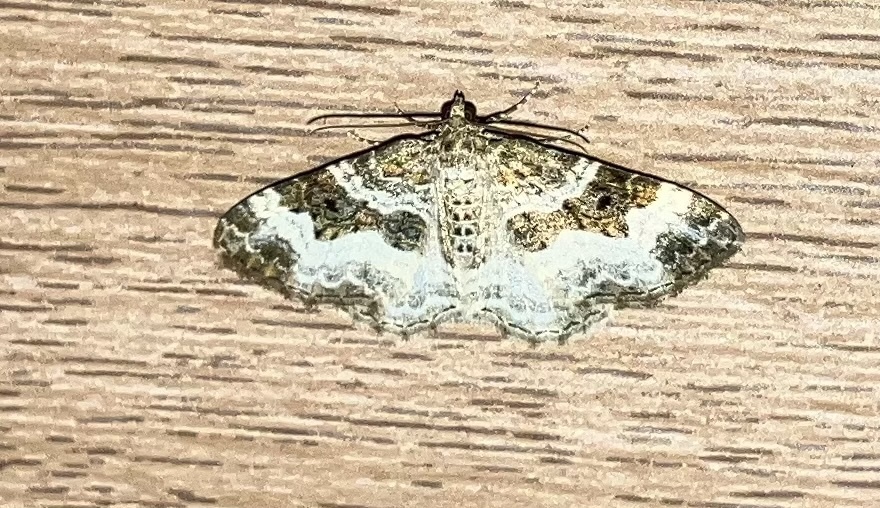 Common Carpet Moth From Pennsylvania Ave Apalachin NY US On August