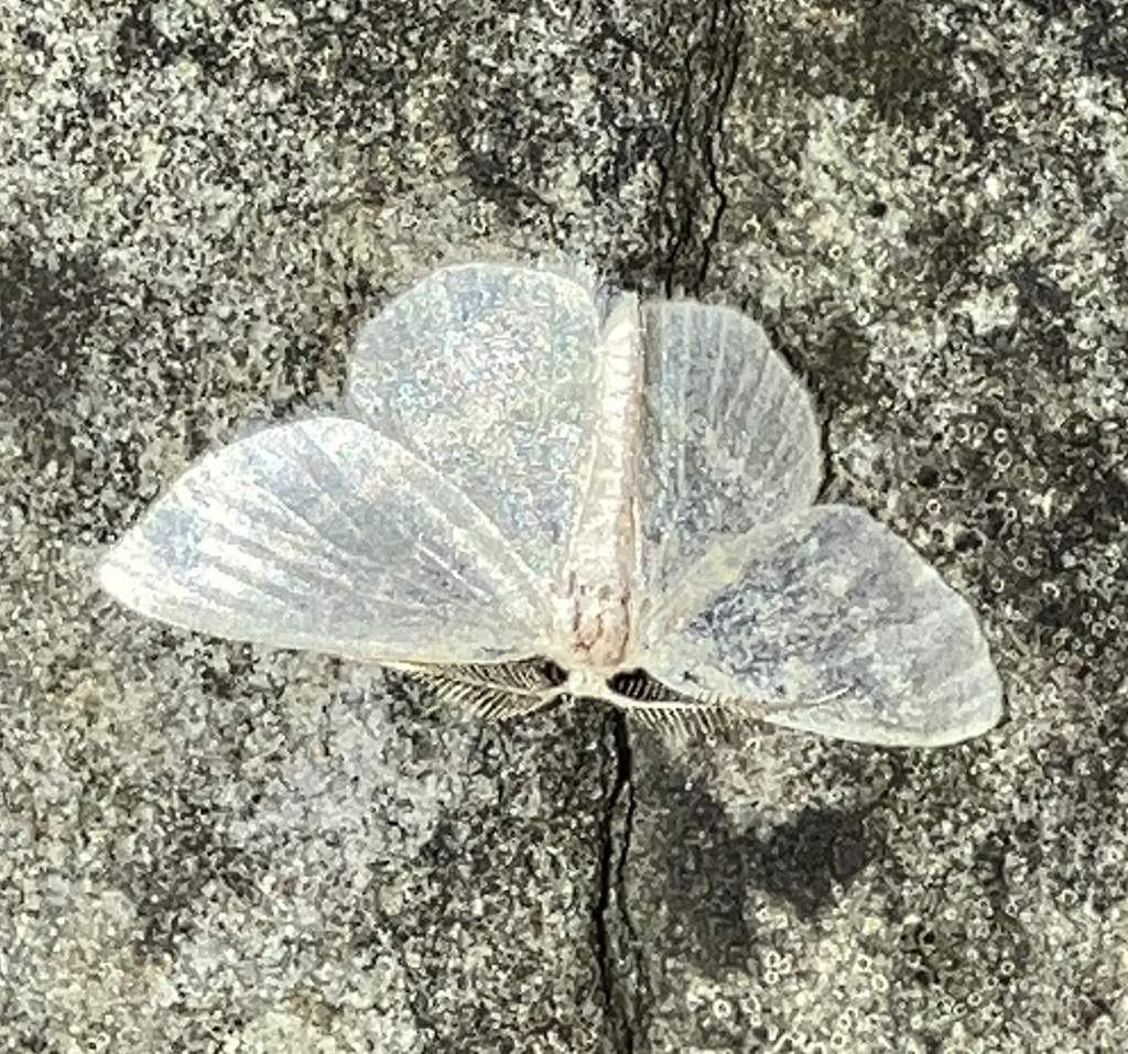 Butterflies And Moths From Penn Ave Apalachin Ny On August At