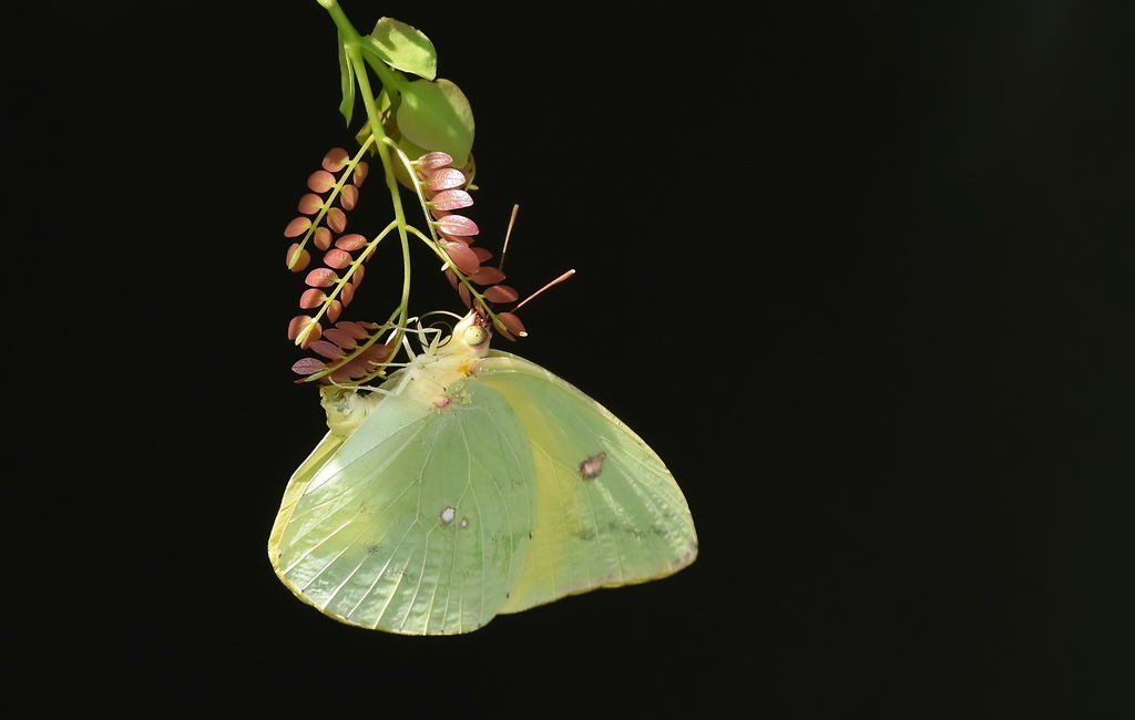 Pink Spot Sulphur From Leisure City Fl Usa On August At