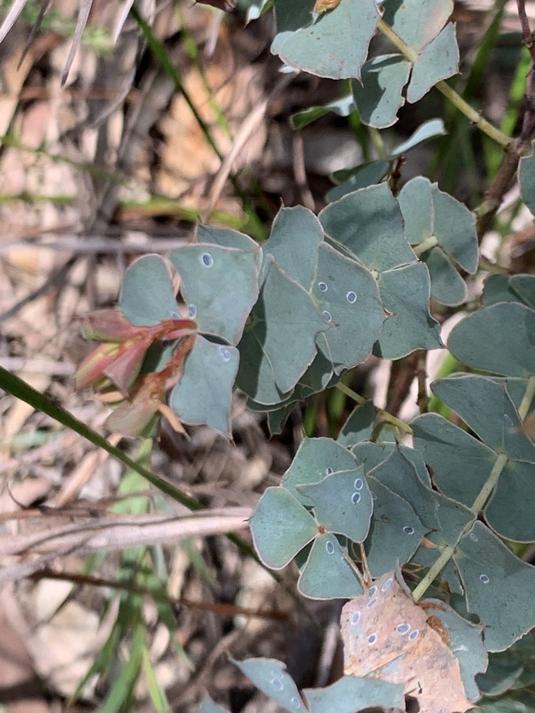 Spiny Bush Pea From Alpine National Park Cheshunt Vic Au On August